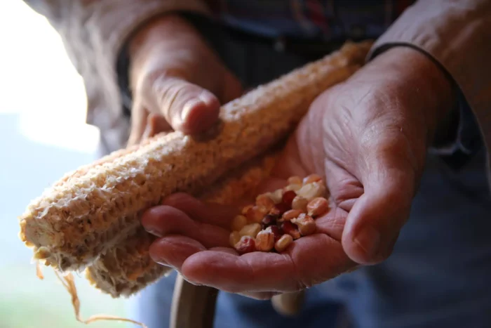 Larry Mustain hold heirloom corn called Bloody Butcher, which he grinds inside his historic mill.