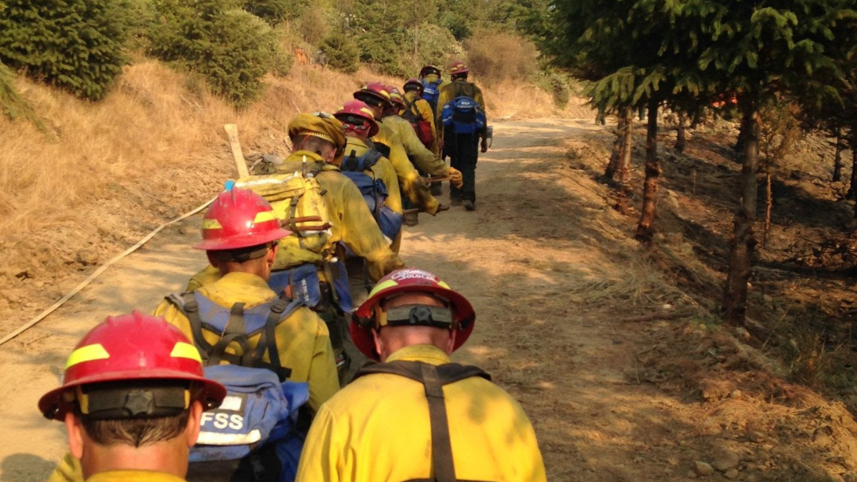 A line of firefighters in yellow uniforms walk through a forest