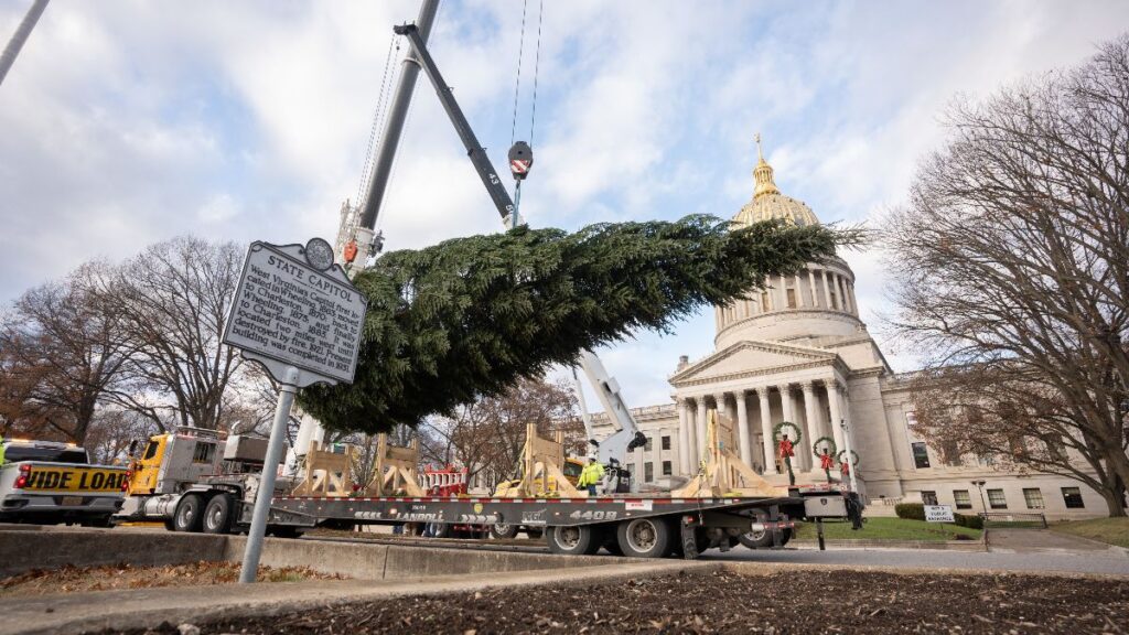 A large Christmas tree being lifted into the air by a crane.