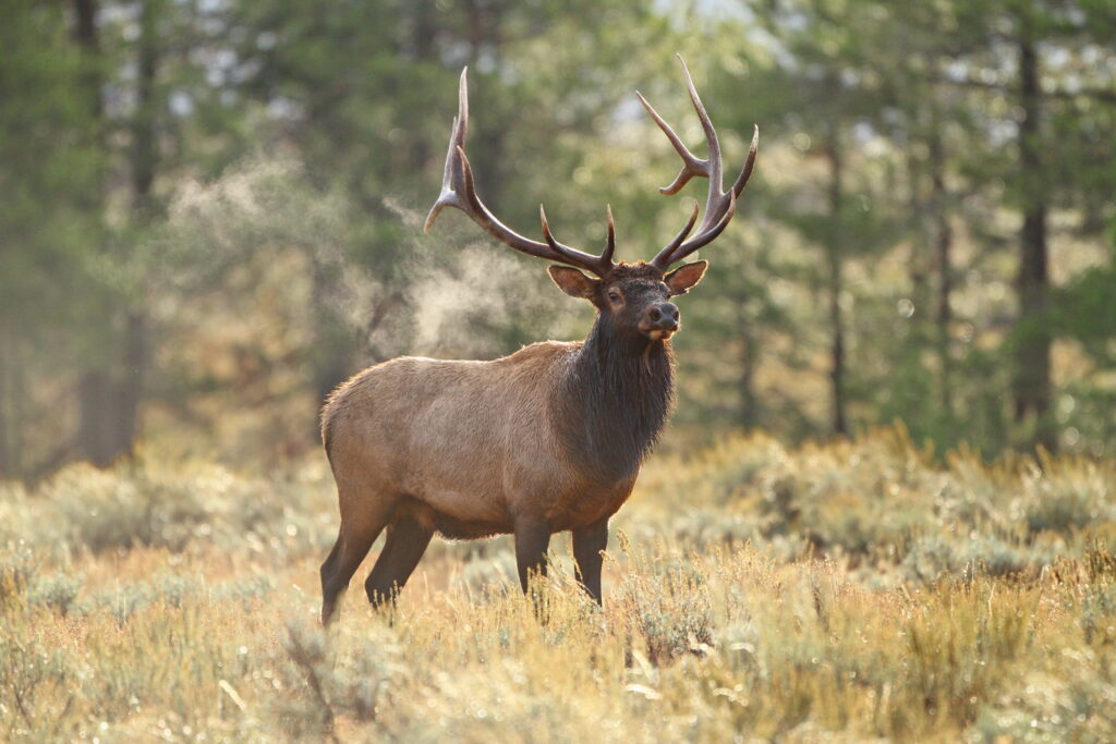 large animal with antlers in the woods