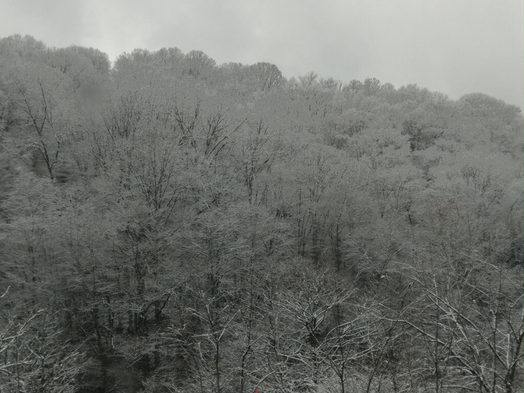 Trees atop a mountain are covered in ice and snow.
