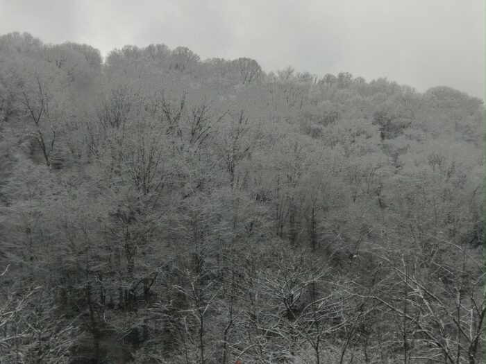 Trees atop a mountain are covered in ice and snow.