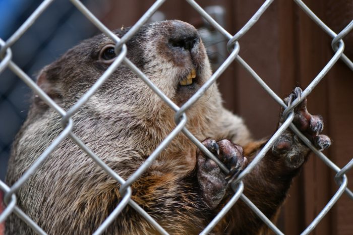 A groundhog grasps the wire of a fence with its claws. The animal's teeth are visible as it stands up against the fence.