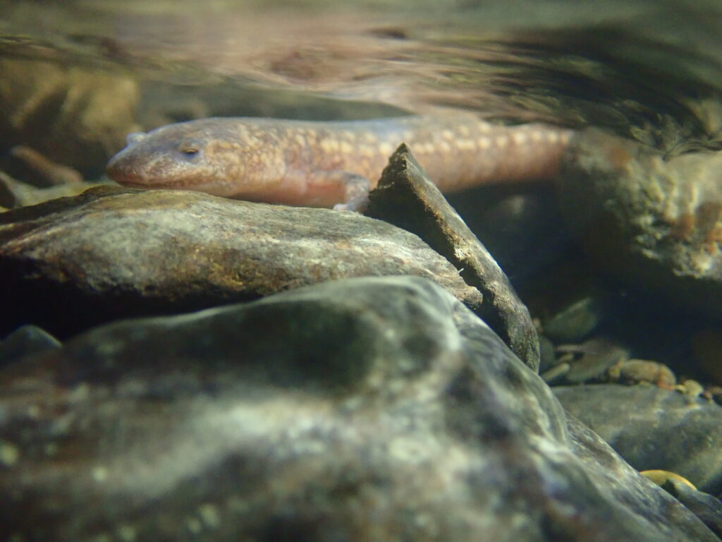 A pale pink salamander swims in shallow, clear water.