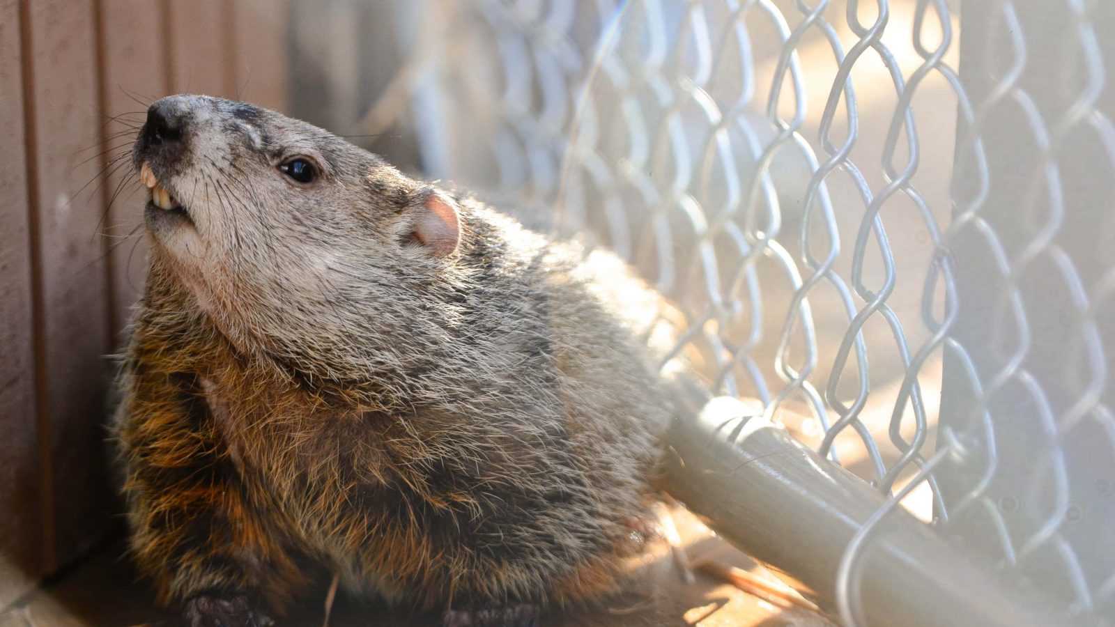 A groundhog can be seen turning up its snout next to a wire mesh fence. A lense flare is apparent throughout the frame, emanating from the center top of frame