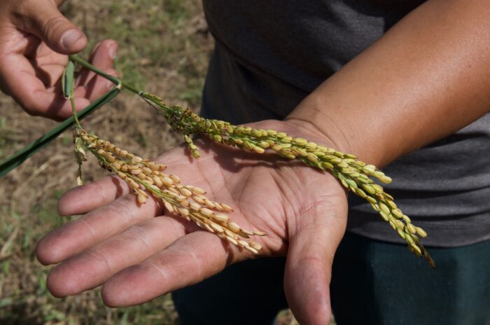 A person's hand is shown holding rice stalks on a sunny day.