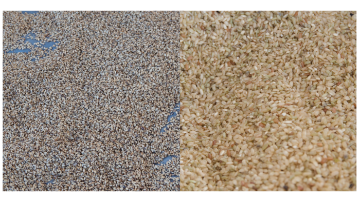 Two pictures side-by-side of rice. One is shown toasted and the other is sweet and sticky.