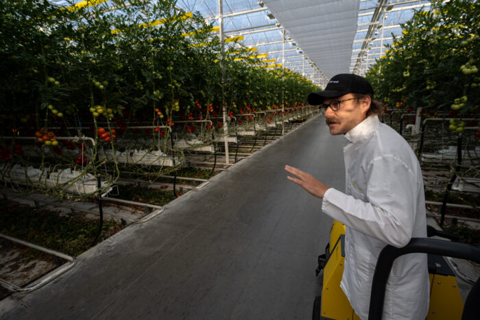 A man with a mustache, wearing a white shirt and black ball cap, stands on a trolley, gesturing out to rows of growing tomatoes.