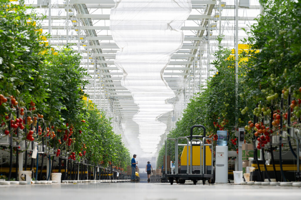 Rows of tomatoes are shown in a greenhouse. Two workers walk along the center floor, surrounded by growing tomatoes.