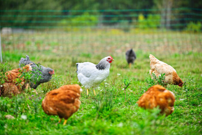 White and brown chickens graze in a field of green grass.