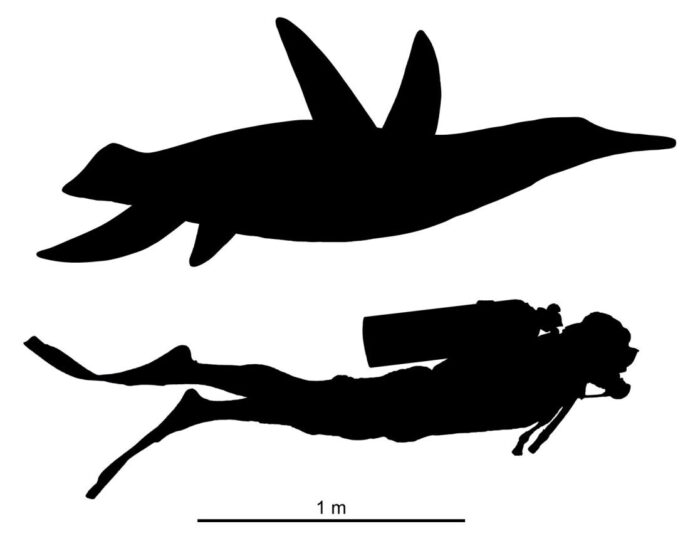 A graphic of a size comparison between a plesiosaur and a human adult male.
