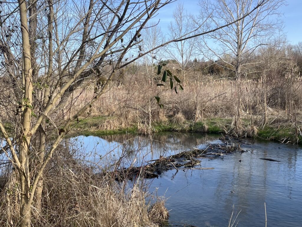 A dam blocks a portion of a stream. A barren tree stands to its side.