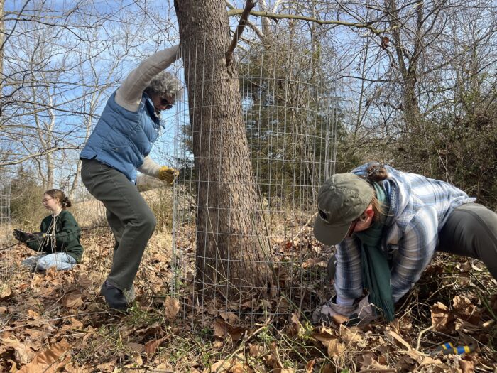 Two women place a round, wire fence around the base of a tree. On the left side, one woman stomps down at the base of the fence. On the other side, a woman places a stake at the base of the fence, beneath fallen leaves.