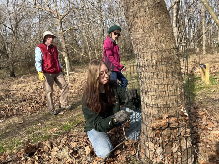 A woman in a green sweatshirt secures a wire fence along the base of a tree. Two other adults stand behind her, watching.