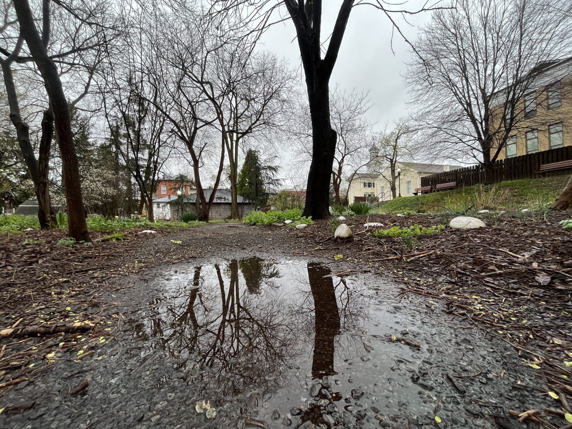 A puddle reflects trees along a path at Shepherd University.