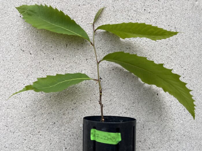 A small American chestnut sapling in a black plastic tube, with its spiky leaves splayed out against a cement wall. The tube has a green label with a series of numbers written on it.