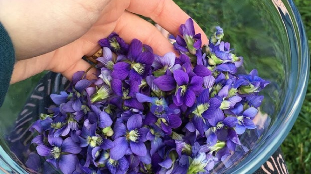 The Herbal Magic Of Violets And A Book Ban In Virginia, Inside Appalachia