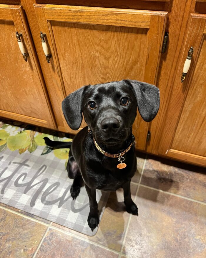 A small, black dog sits patiently on the floor of a kitchen. The little dog wears a collar and tag and looks as if he is about to get a treat. Behind him are wooden cabinets. He is partially sitting on a kitchen mat that reads in wavy letters, "Kitchen."