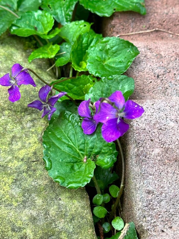 A fine of purple violets are shown growing in between two stones.