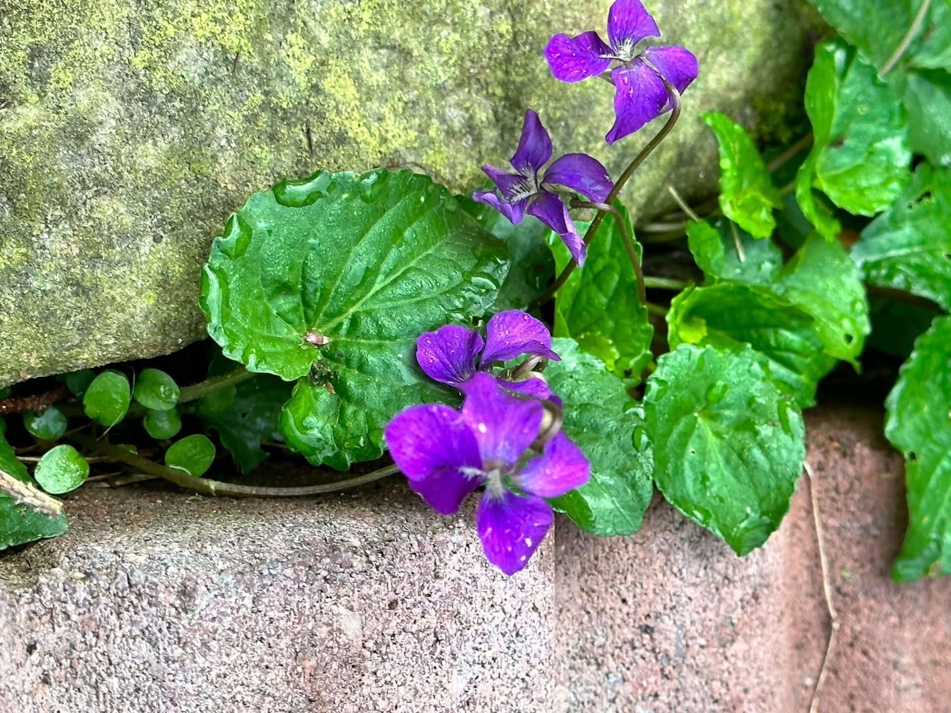 A fine of purple violets are shown growing in between two stones.