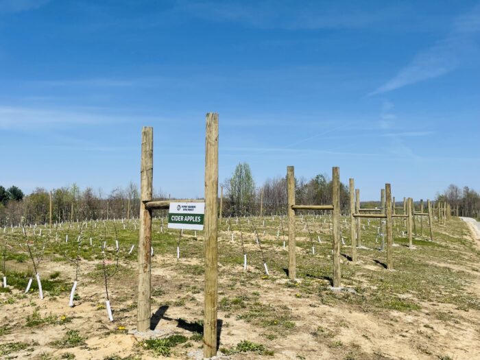 A field with grass speckled with green and yellow. There is a sign that says cider apples and wooden posts in the ground. There are rows of young skinny trees.