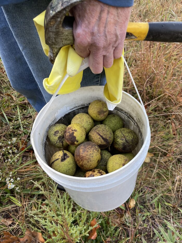 A full bucket of black walnuts.