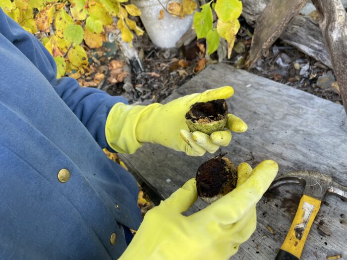 Two gloved hands hold a split black walnut. The hands are wearing yellow gloves.