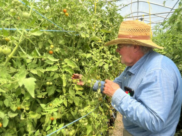 A man in a blue, collared shirt and straw hat stands in a greenhouse, poking through a tomato plant that grows taller than him.