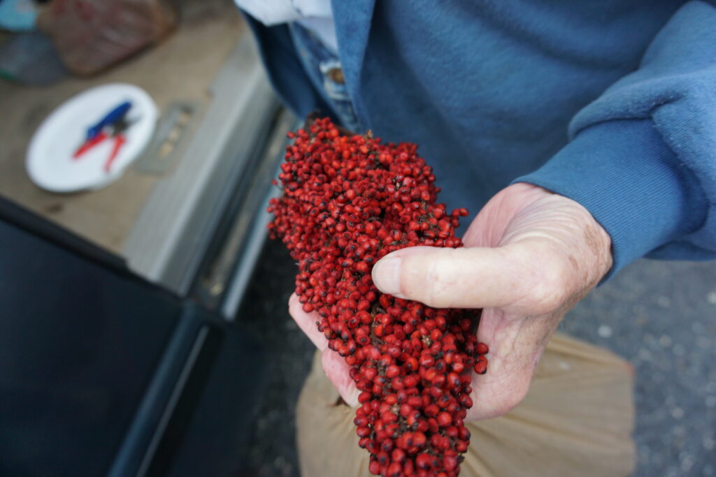 Dede Styles holds a cluster of red sumac berries.