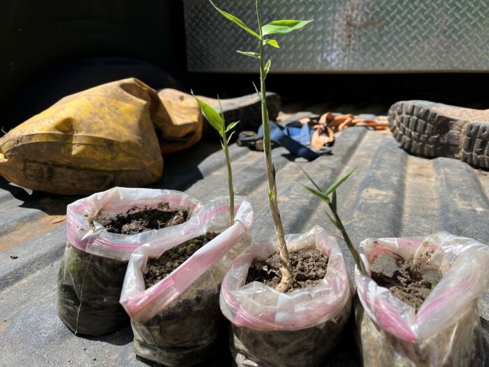 Small bags of bamboo saplings sit on the dirty bed of a truck.