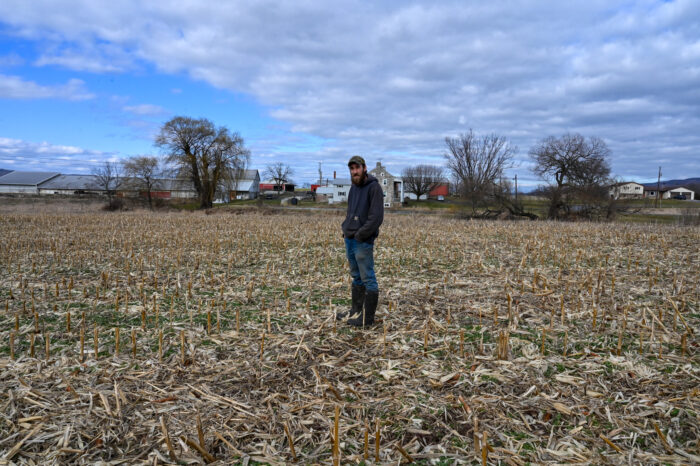 A farmer in dirty blue jeans and boots stands in dried out cornfield.