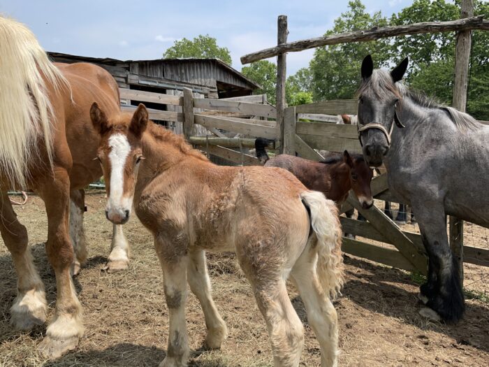 A group of foals and horses stand together in a corral.