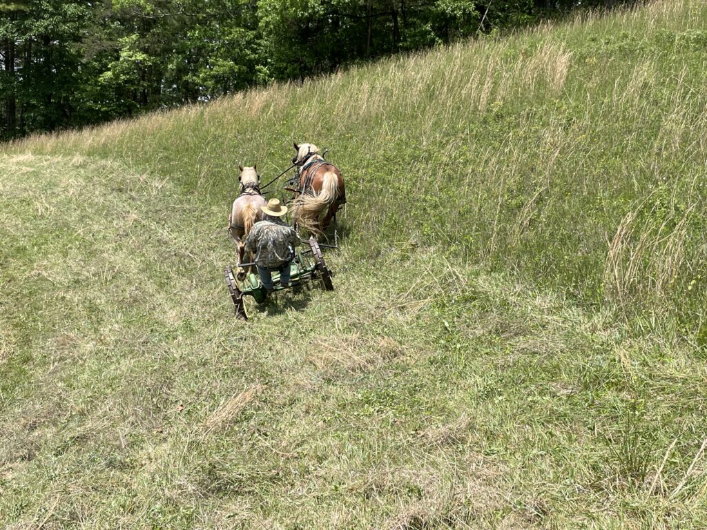 A farmer in a straw-hat cuts grass on the side of a hill with the help of two workhorses.