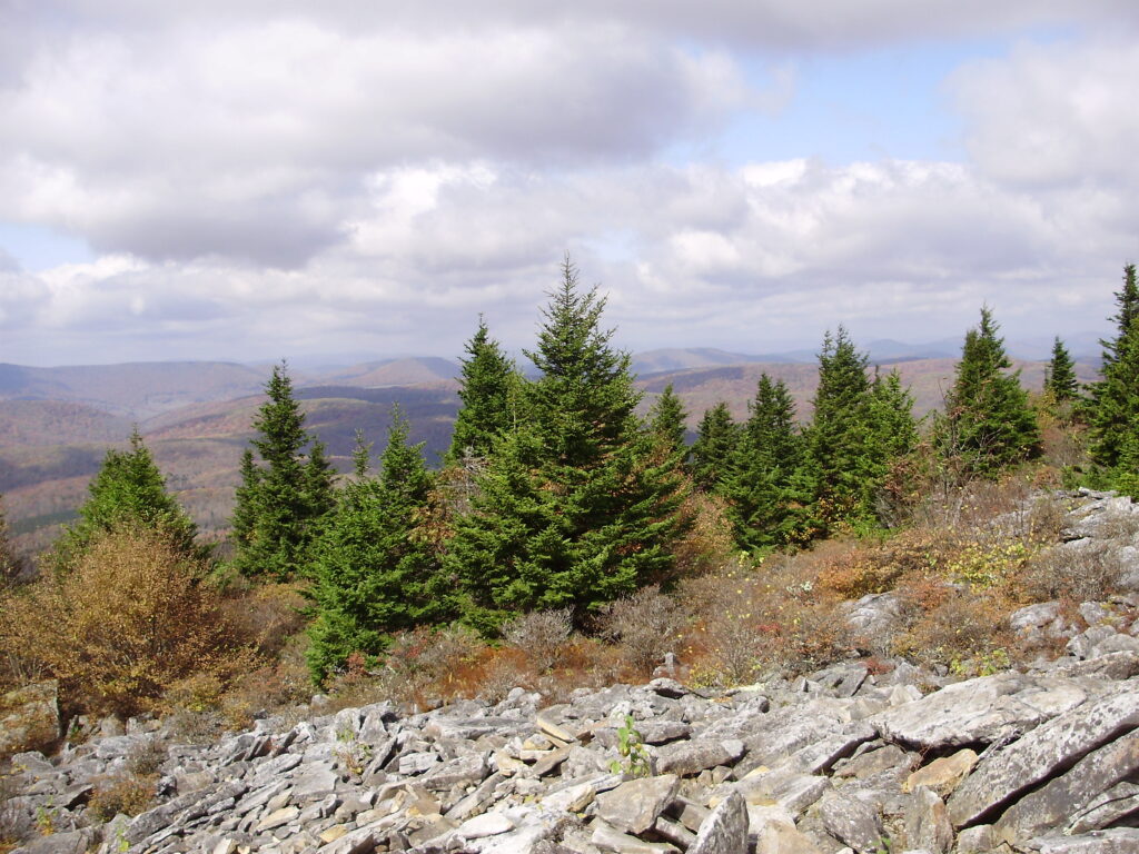 Red spruce trees with green needles grow along a rocky, sloping trail. Mountains stretch into the distance, covered by trees with reddish, autumnal leaves.