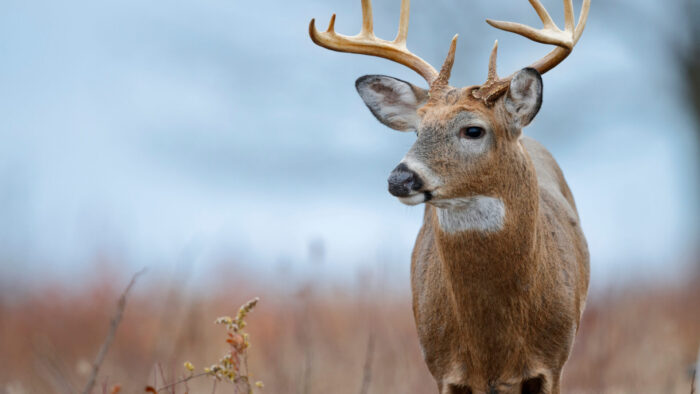 EHD Outbreak in West Virginia Deer: Key Insights for Hunters