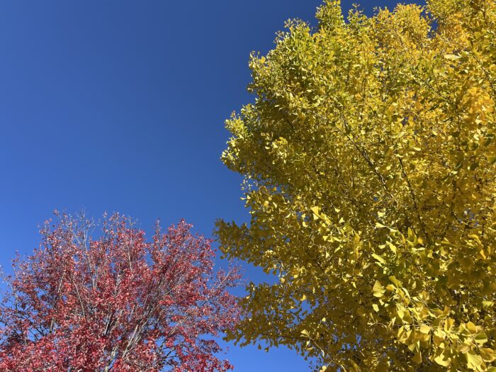 Red and yellow leaves branch out from trees against the backdrop of a clear blue sky.