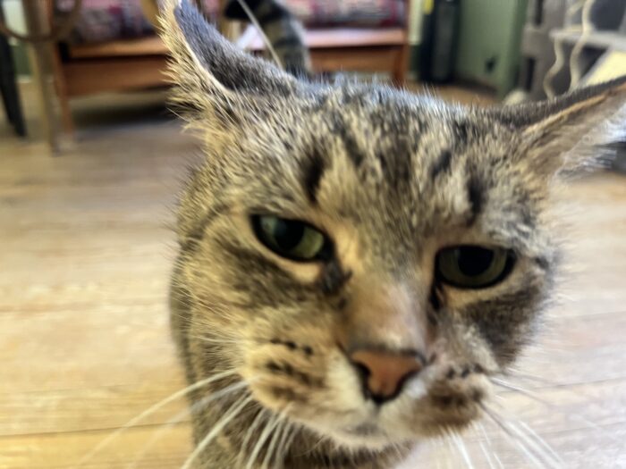 A tabby cat looks directly into the camera, bringing its face close. The photo is slightly blurry, as if the cat is in motion.