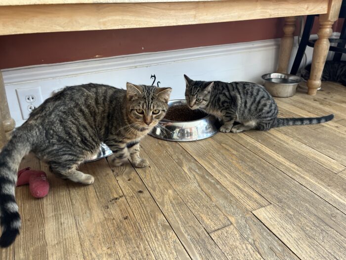 Two tabby cats eat out of a metal food bowl on a wooden floor.