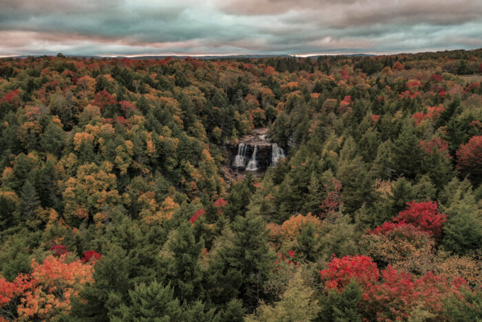 a aerial picture of a forest with some fall colors in the trees. The forest is green but speckled with red, and yellow.