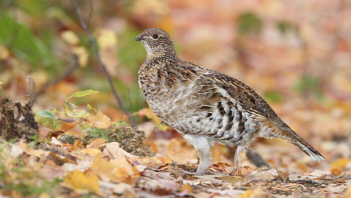 A bird with brown and white feathers steps through the woods. The ground is covered with fallen leaves and some small vegetation.