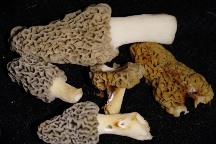 Five morel mushrooms are seen in a close up. They range in color from tan to gray. Their heads appear wavy.