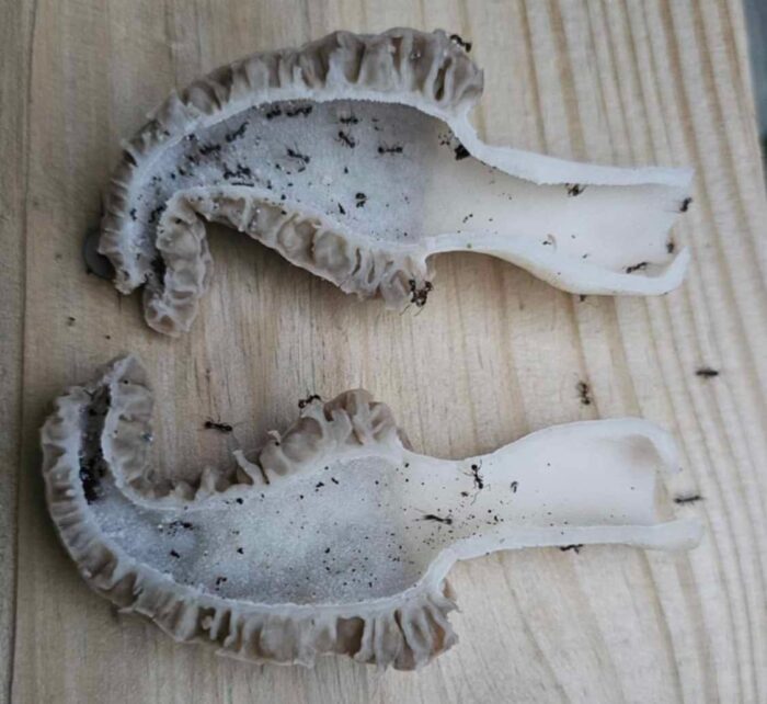 A white morel mushroom has been sliced in half. Inside are about a dozen black ants.