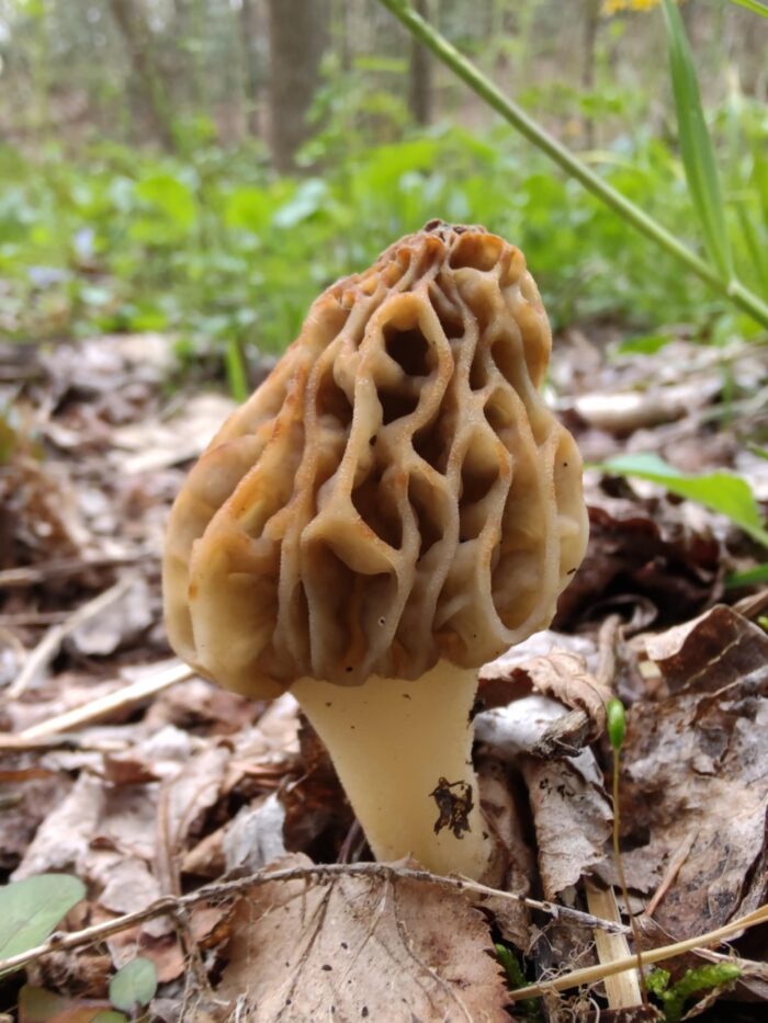 A small morel mushroom is shown amid fallen leaves.