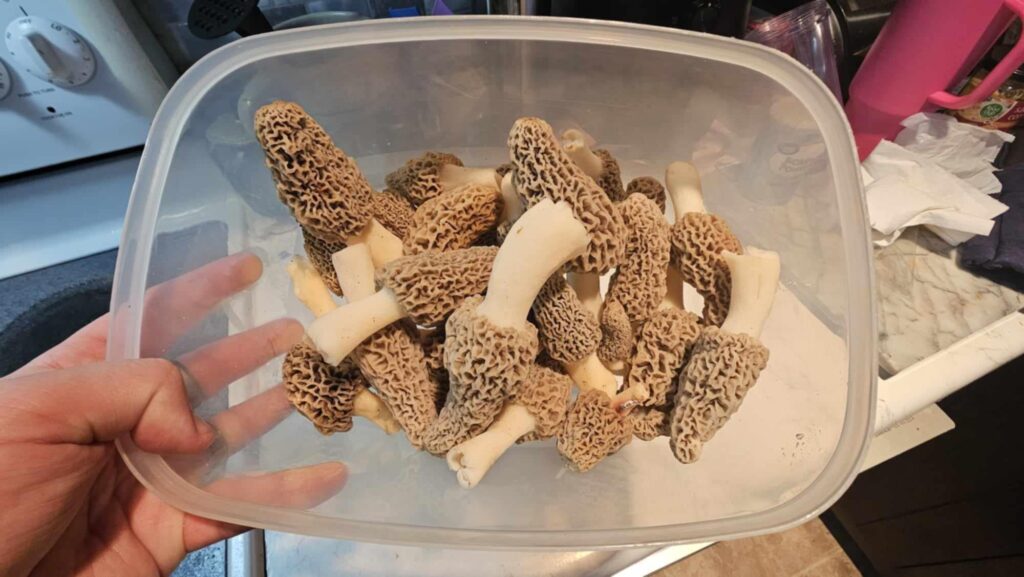 About a dozen white morel mushrooms are seen in a plastic container. They look clean and ready to eat.