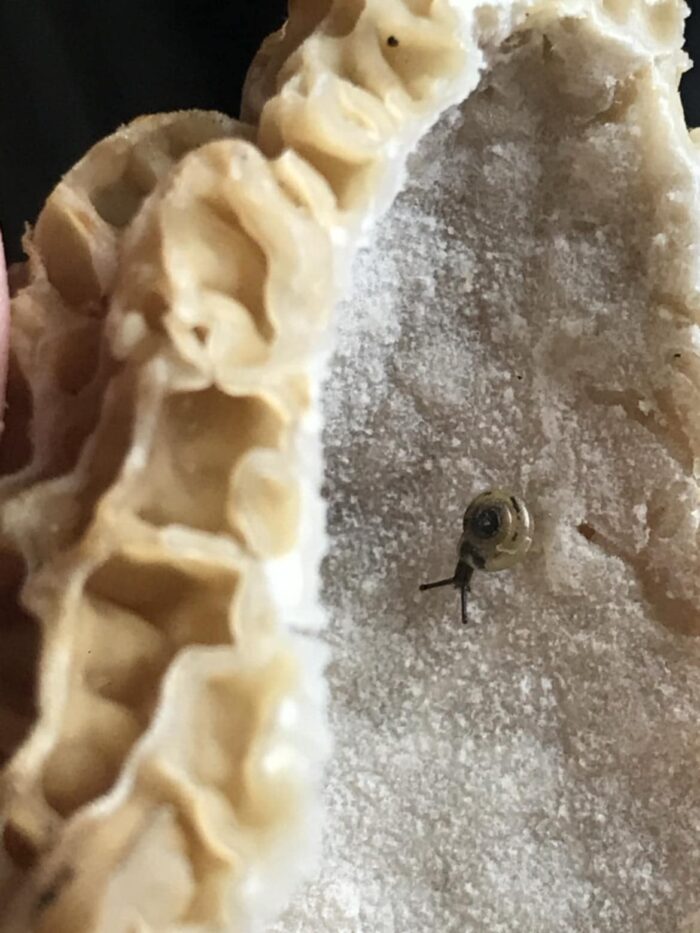 A small snail is shown on the inside of a morel mushroom. The snail is dark in color.