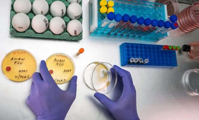 Scientific sampling of eggs in poor condition, analysis of avian influenza in humans.