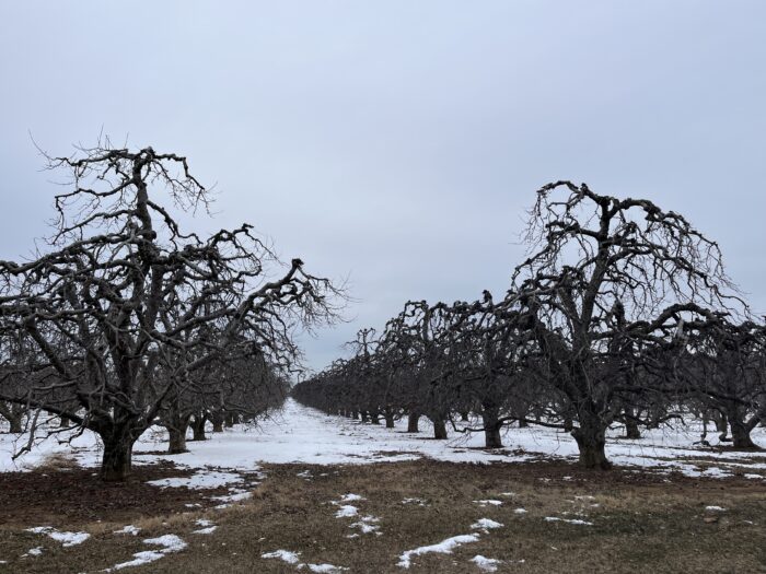 Snow lies beneath rows of barren fruit trees.