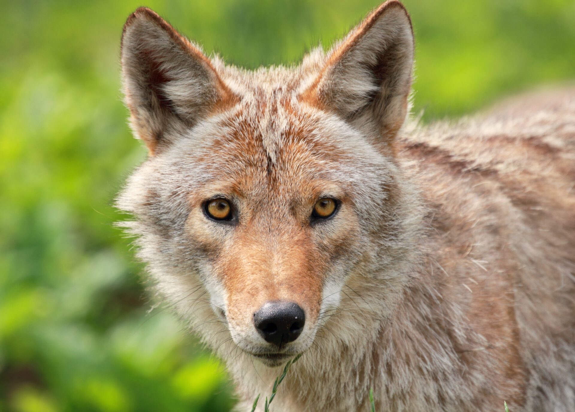 A close up photo of a coyote in the wild looking off camera. The coyote has yellow eyes, a black nose and brown-white fur. In the background, blurred, is green grass.