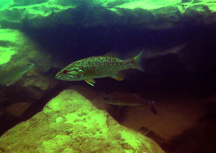 fish hiding under a rock in a lake