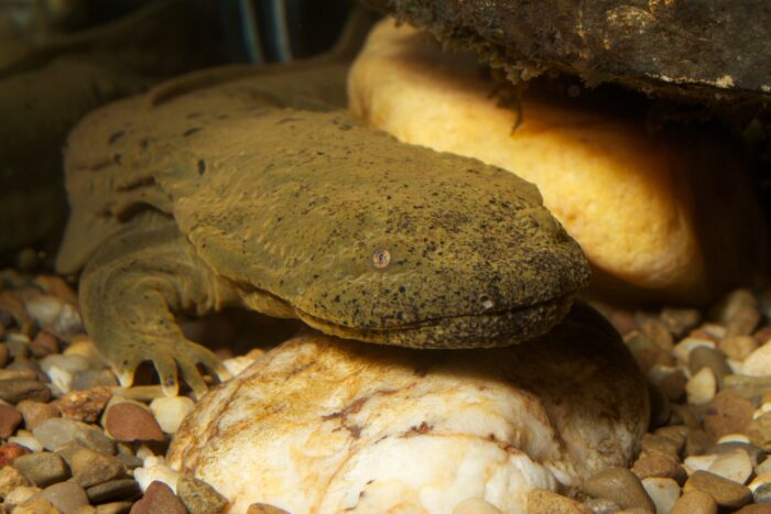 A brown, flat, alien-looking salamander with barely visible eyes rests in cool, clear water.